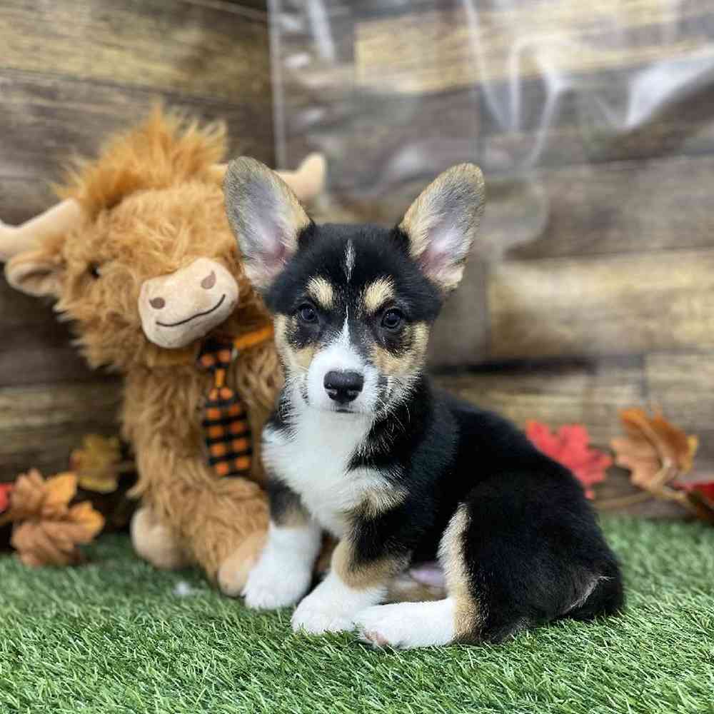 Male Pembroke Welsh Corgi Puppy for Sale in Braintree, MA