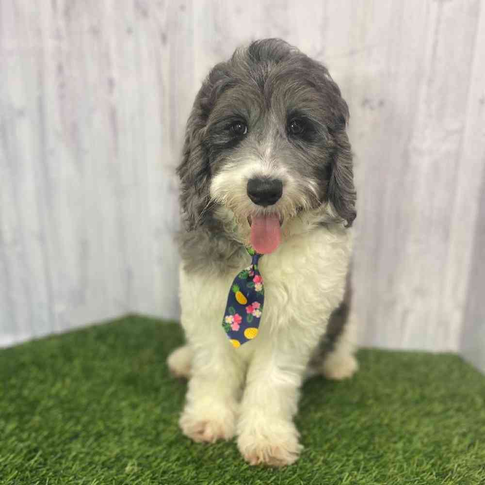 Male Mini Goldendoodle 2nd Gen Puppy for Sale in Saugus, MA