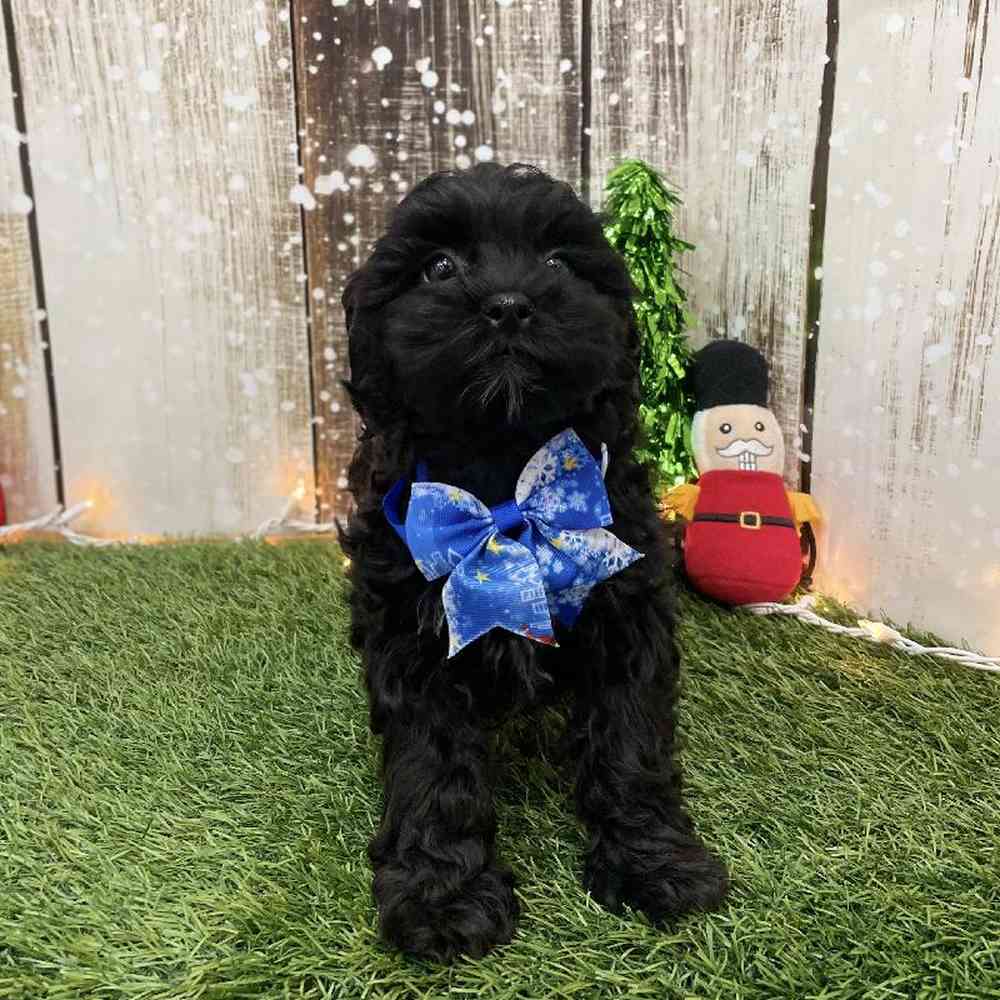 Male Shih-Poo Puppy for Sale in Braintree, MA