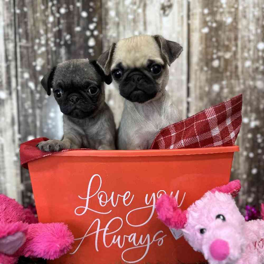 Female Pug Puppy for Sale in Saugus, MA