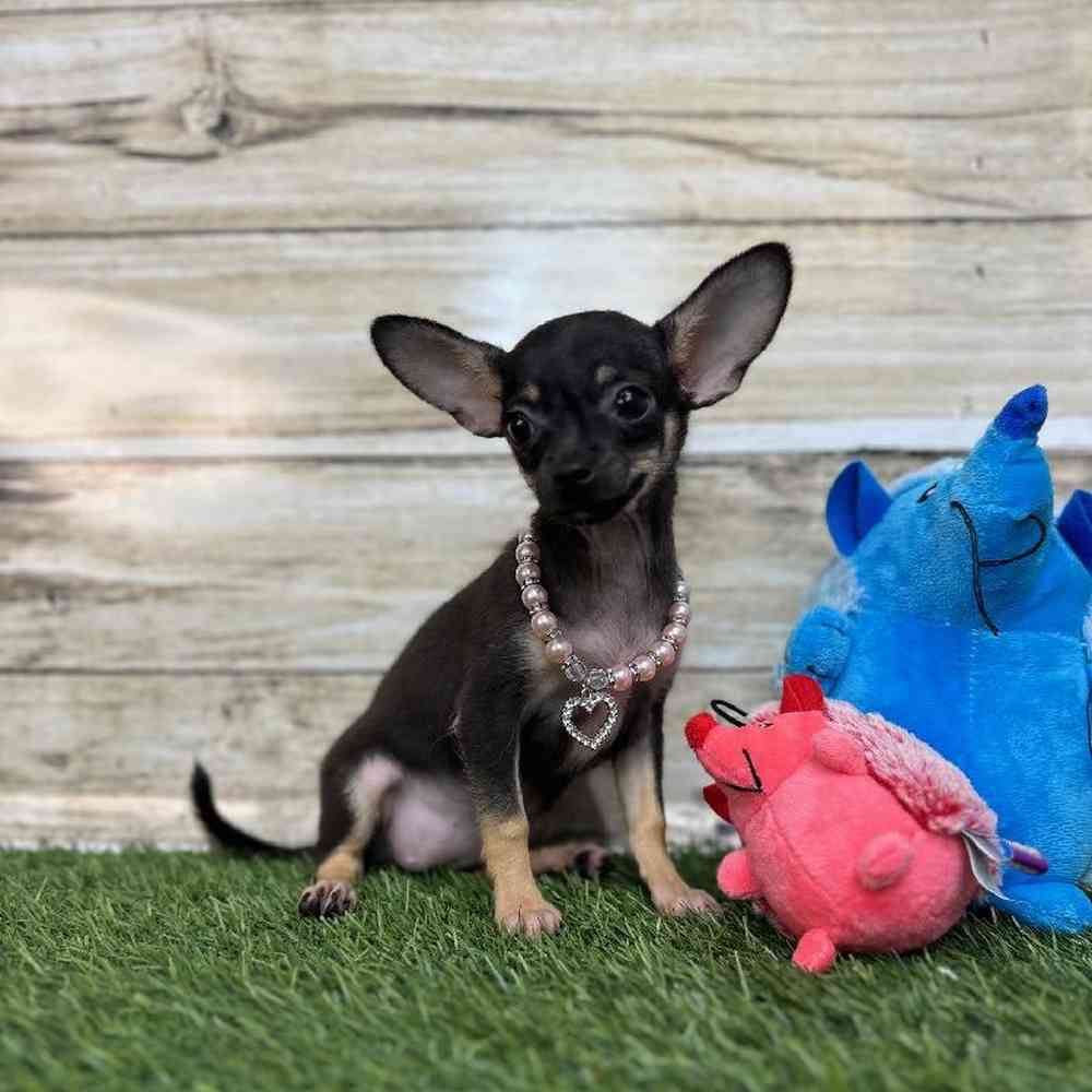 Female Chihuahua Puppy for Sale in Saugus, MA
