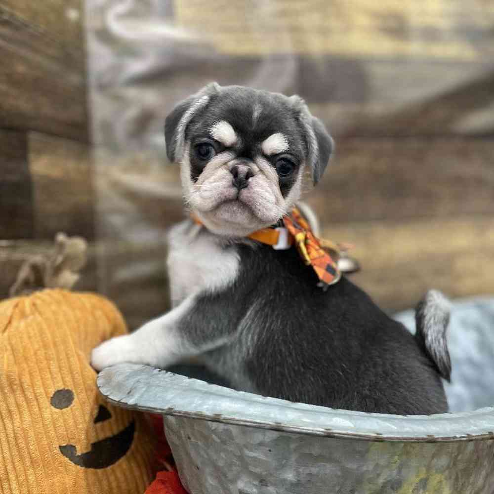 Male Pug Puppy for Sale in Braintree, MA