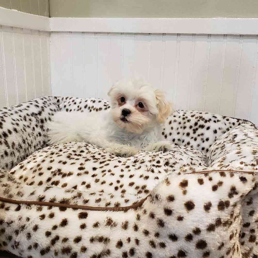 Male Shih-Poo Puppy for sale
