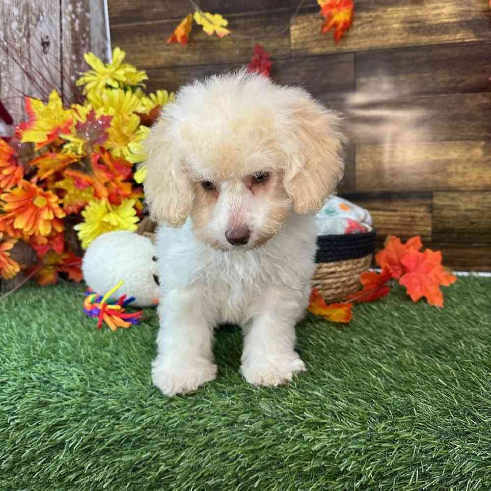 Female Mini NewfyPoo Puppy for Sale in Saugus, MA