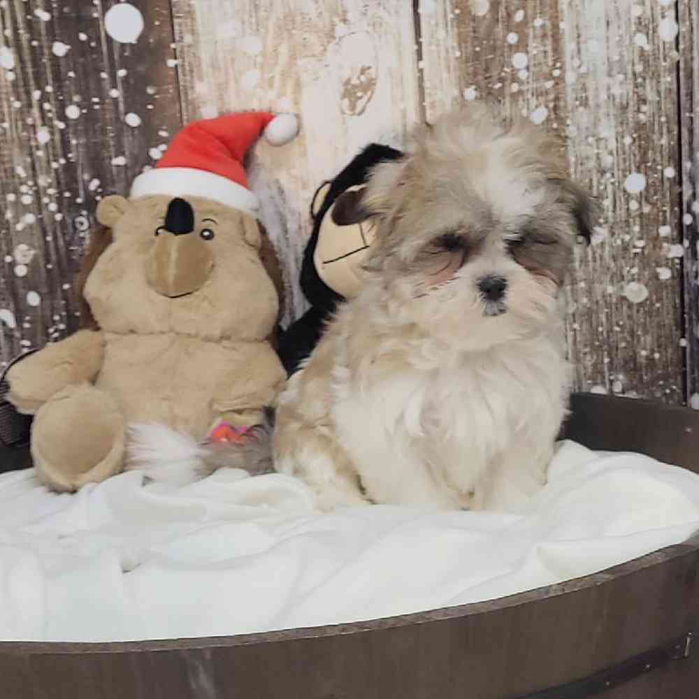 Female Malshi Puppy for Sale in Saugus, MA