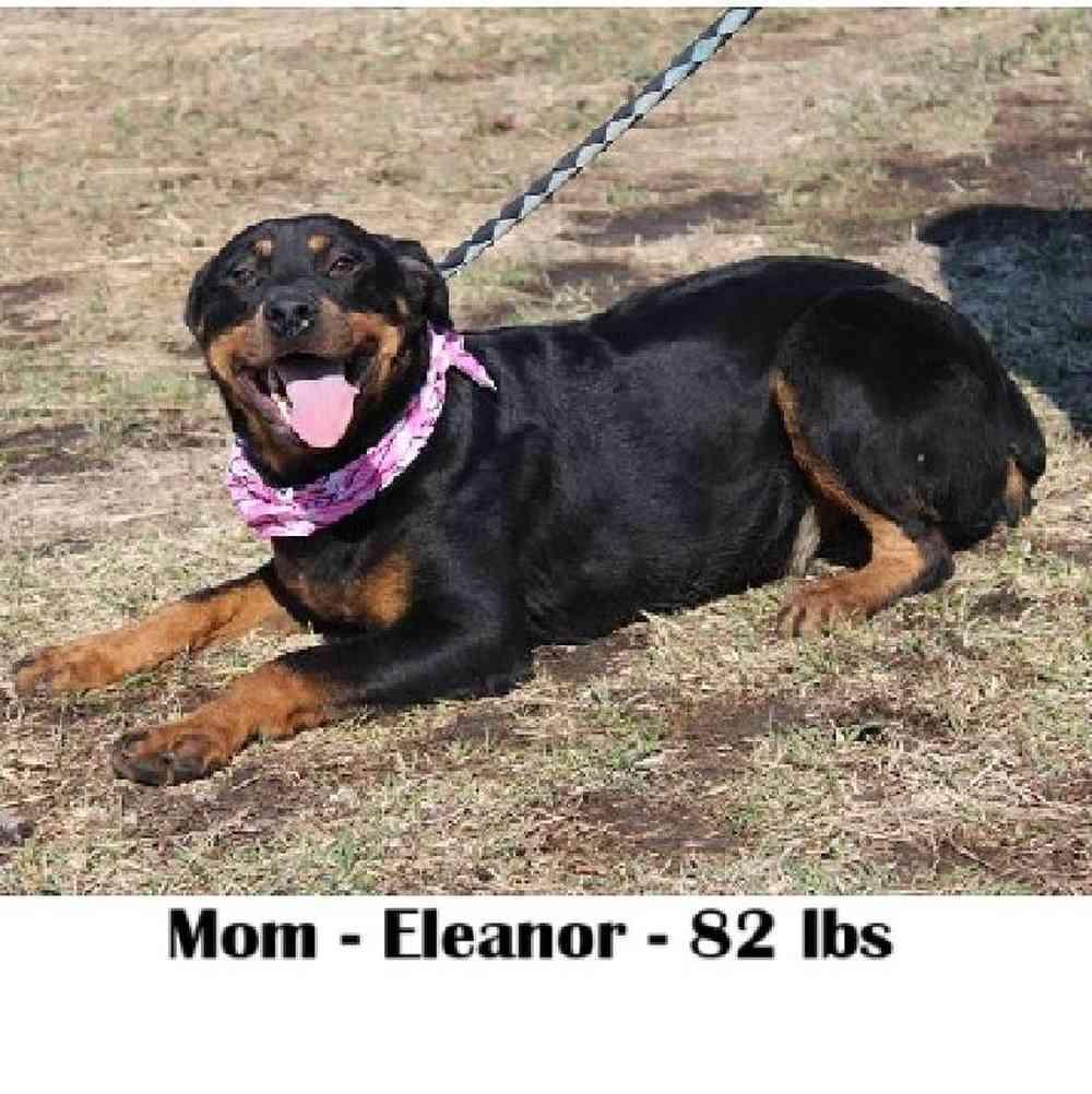 Male Rottweiler Puppy for Sale in Braintree, MA