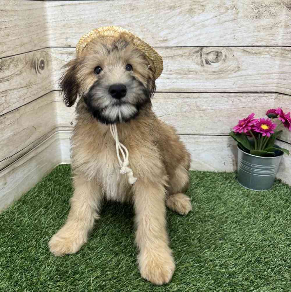 Male Soft Coated Wheaten Terrier Puppy for Sale in Braintree, MA