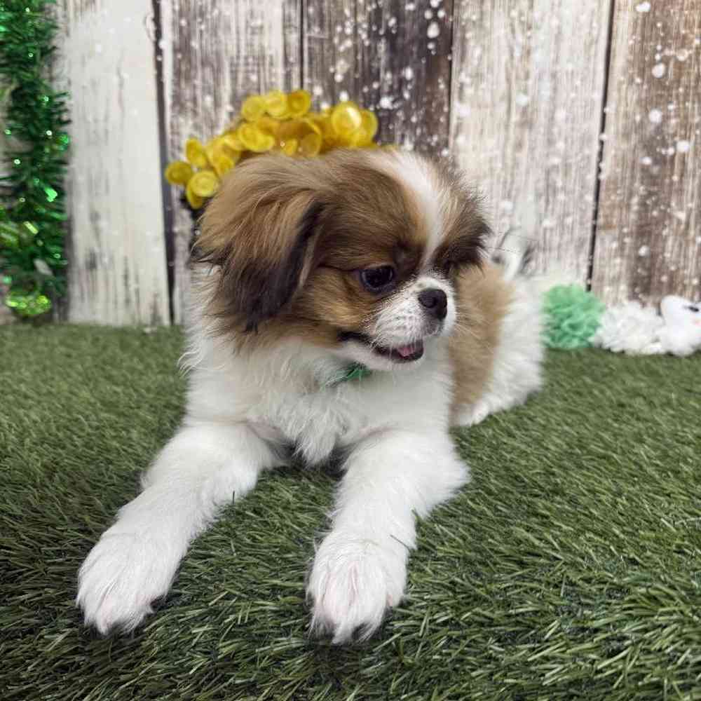 Male Japanese Chin Puppy for Sale in Saugus, MA