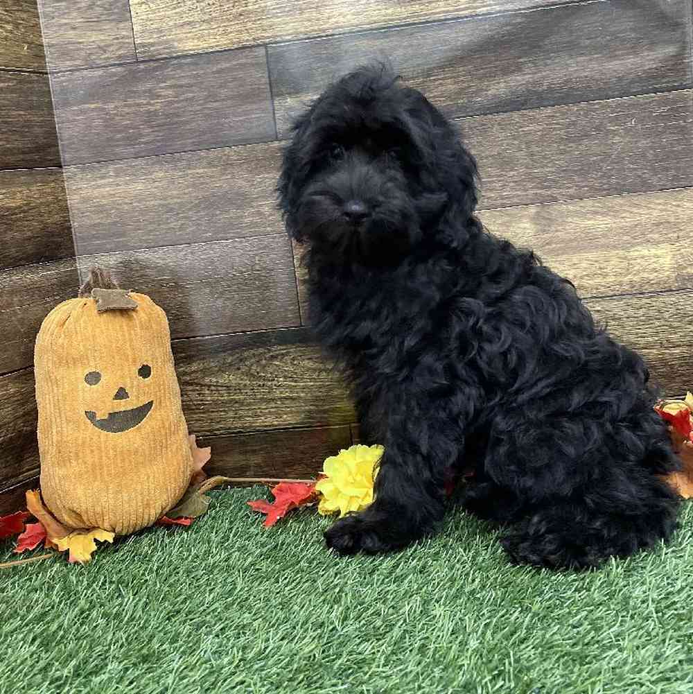 Male Cockapoo 2nd Gen Puppy for Sale in Braintree, MA