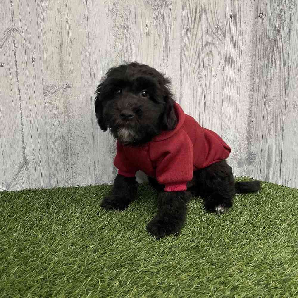 Male Mini Whoodle Puppy for sale