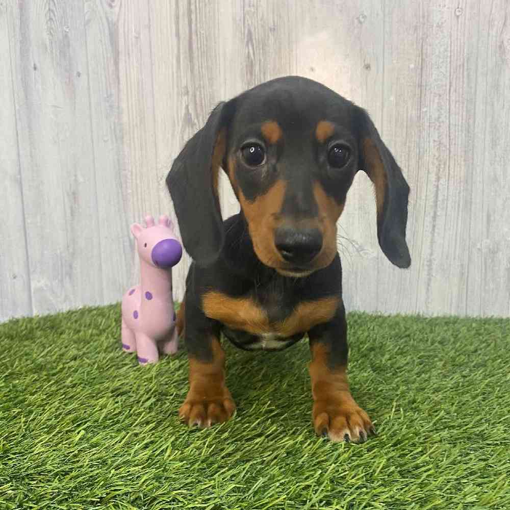 Female Dachshund Puppy for Sale in Saugus, MA