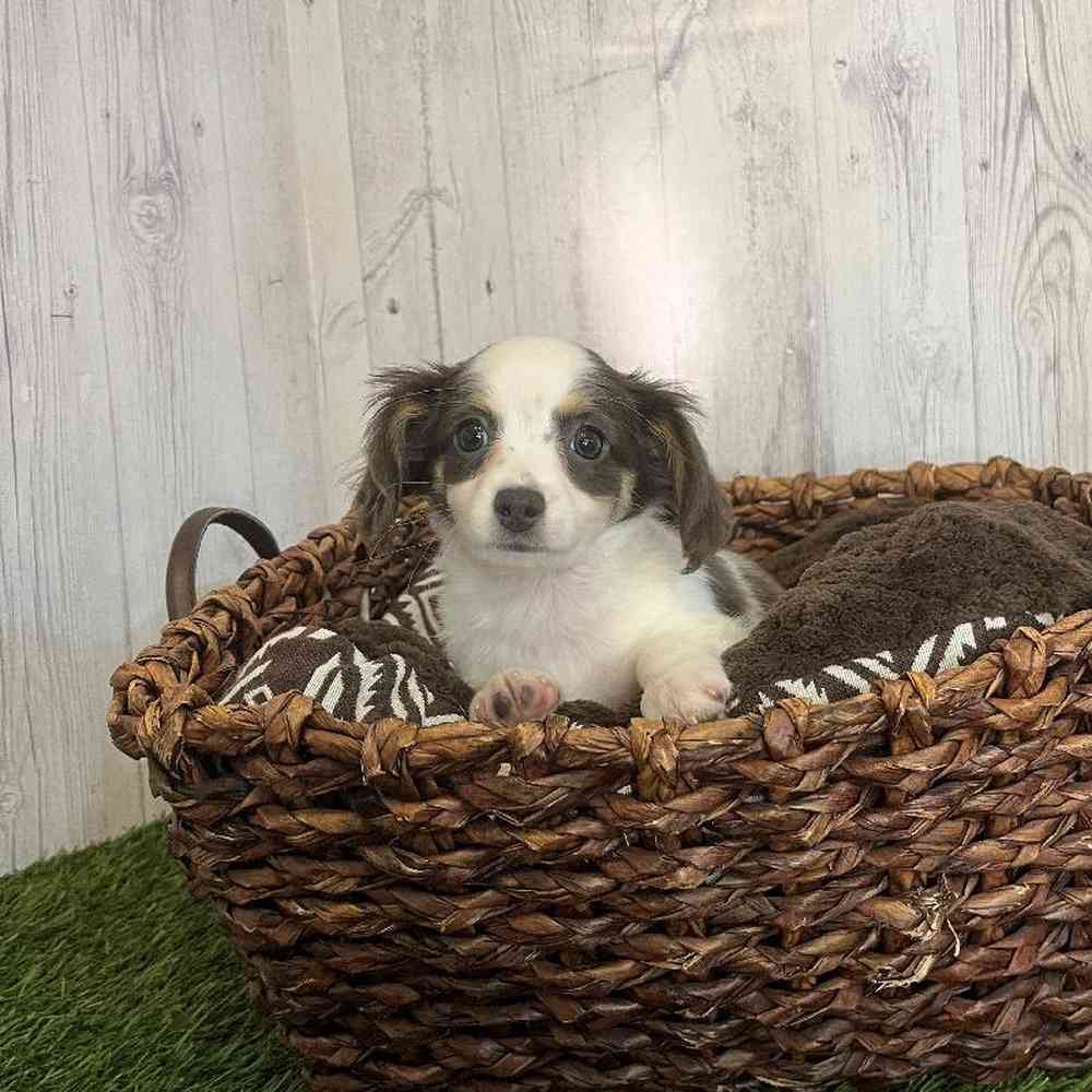 Female Chiweenie Puppy for Sale in Saugus, MA
