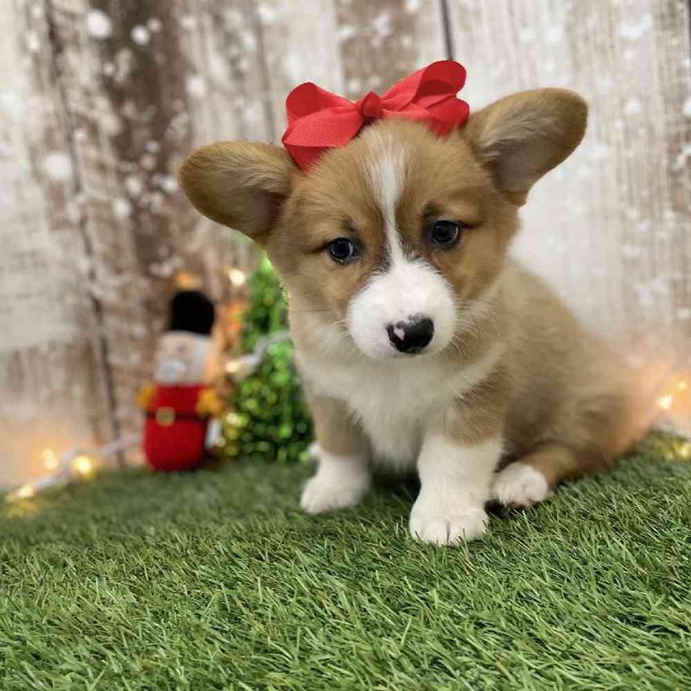Female Pembroke Welsh Corgi Puppy for Sale in Braintree, MA
