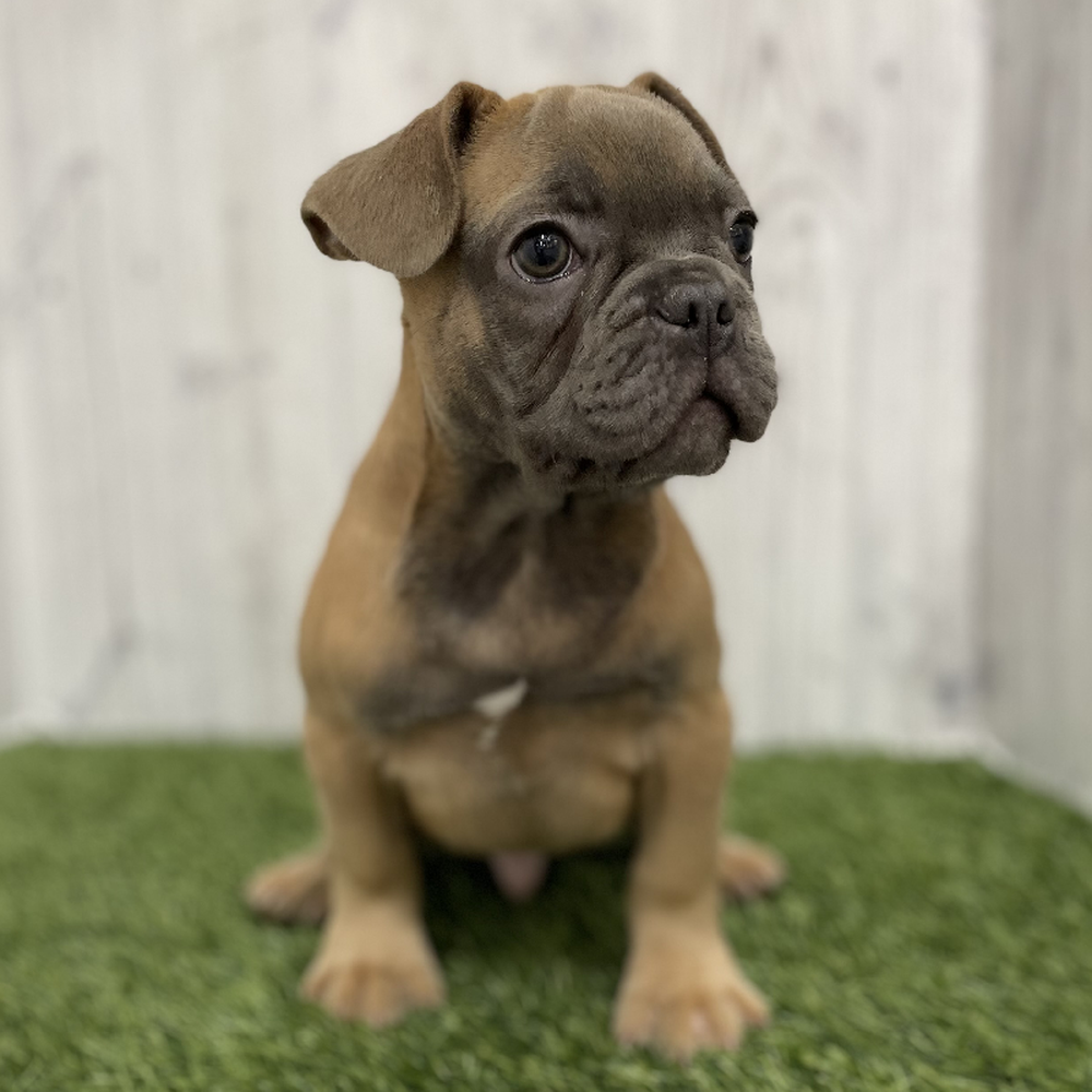 Male French Bulldog Puppy for Sale in Braintree, MA