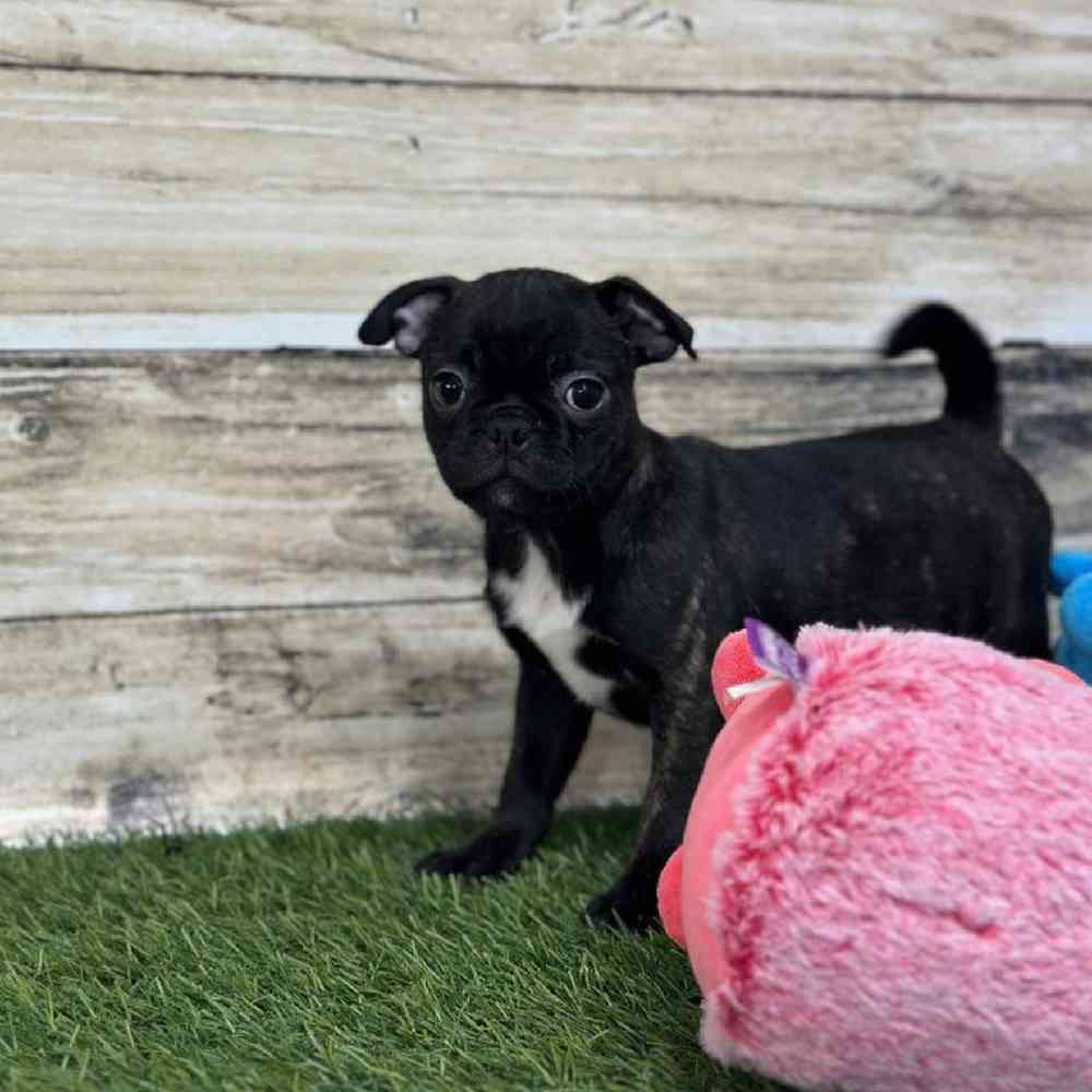 Female Bugg Puppy for Sale in Saugus, MA