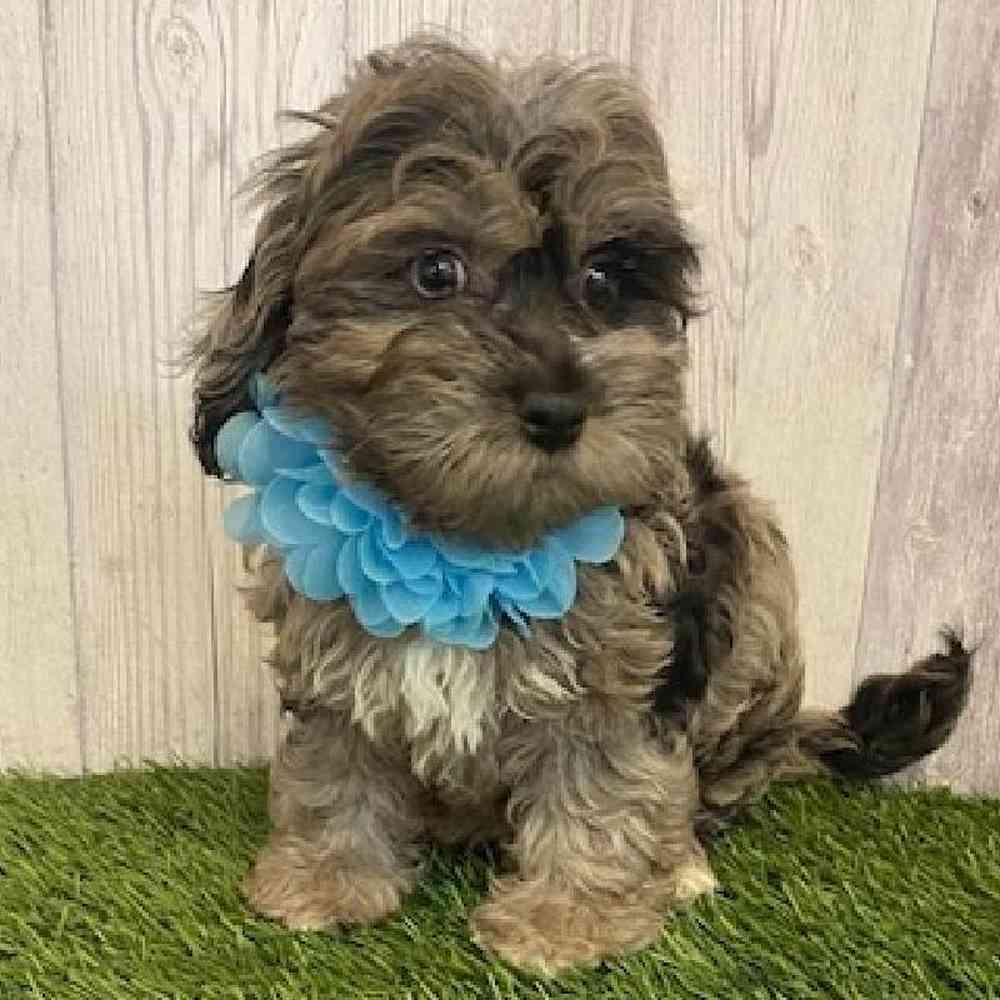 Female Cockapoo Puppy for sale