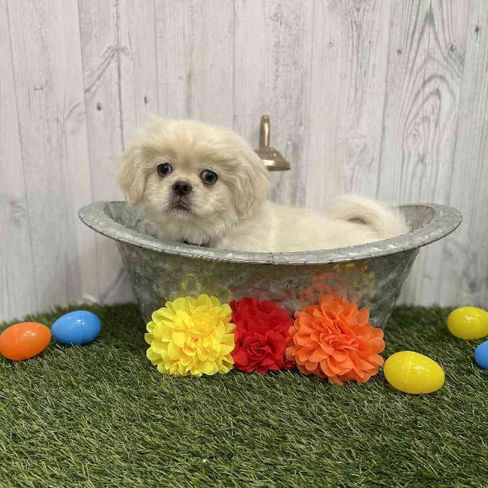 Male Pekingese Puppy for sale