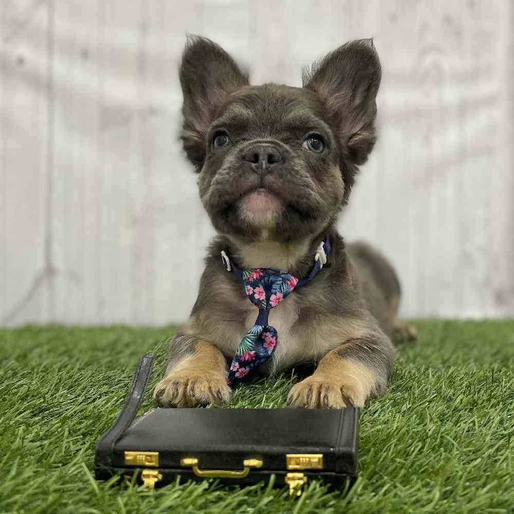 Male French Bulldog Puppy for Sale in Braintree, MA