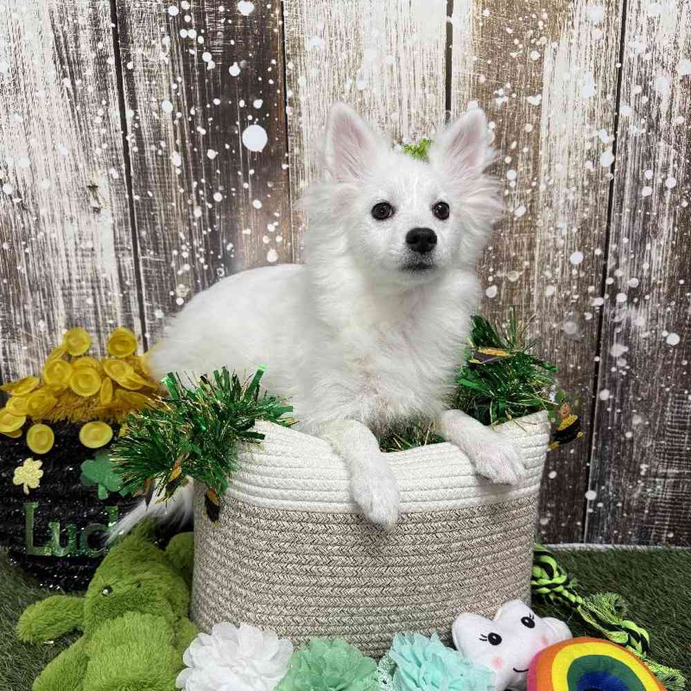 Female American Eskimo Puppy for Sale in Saugus, MA
