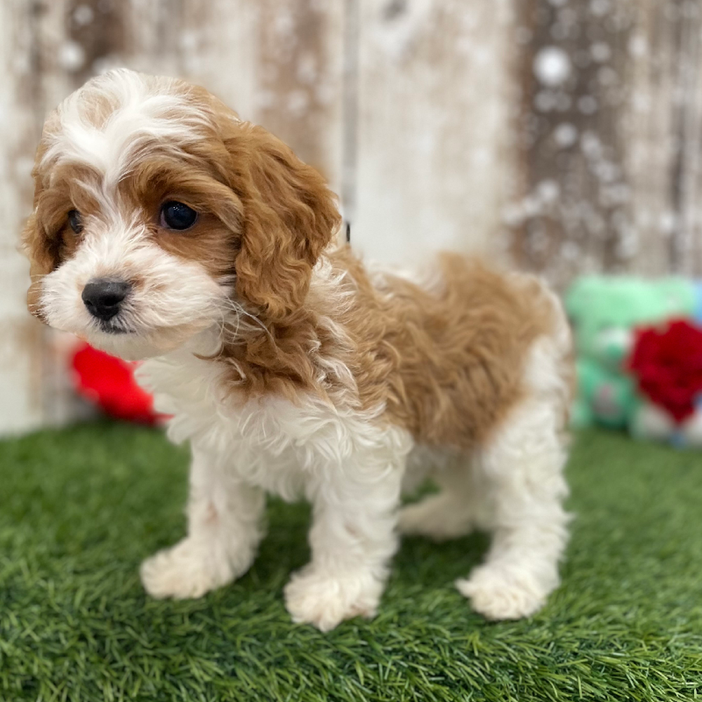 Female Cavapoo Puppy for Sale in Braintree, MA