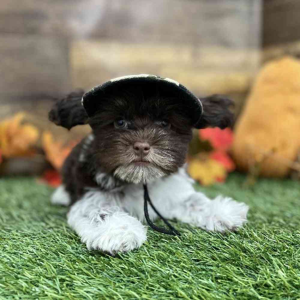 Male Havanese Puppy for Sale in Braintree, MA