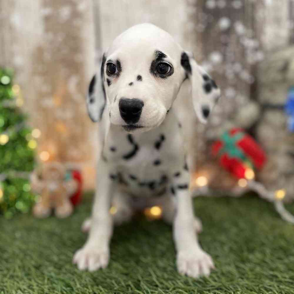 Female Dalmatian Puppy for Sale in Braintree, MA