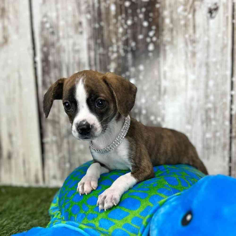 Female Boglen Terrier Puppy for Sale in Saugus, MA