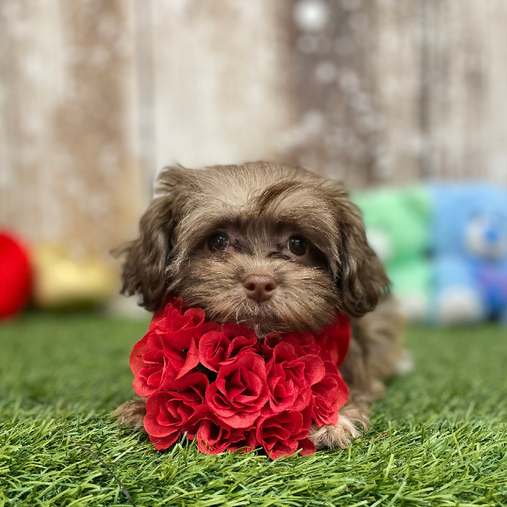 Male Havanese Puppy for Sale in Braintree, MA