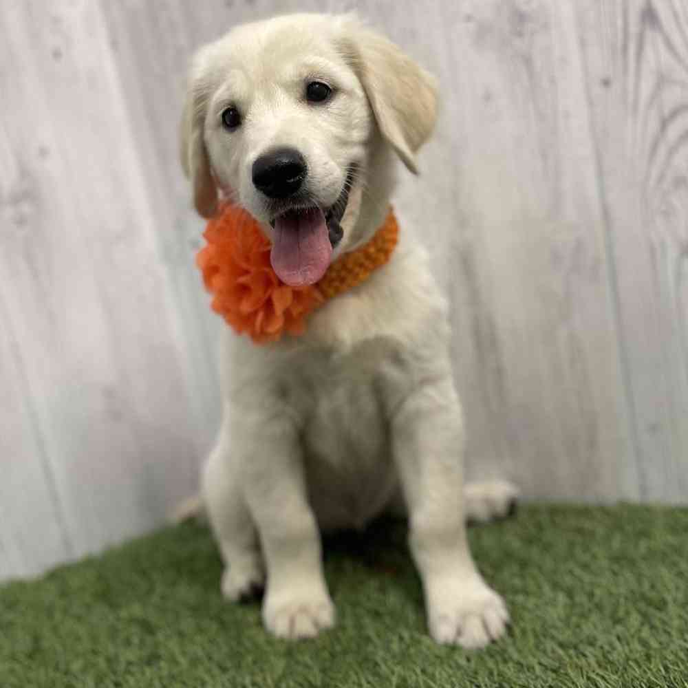 Female Golden Retriever Puppy for sale