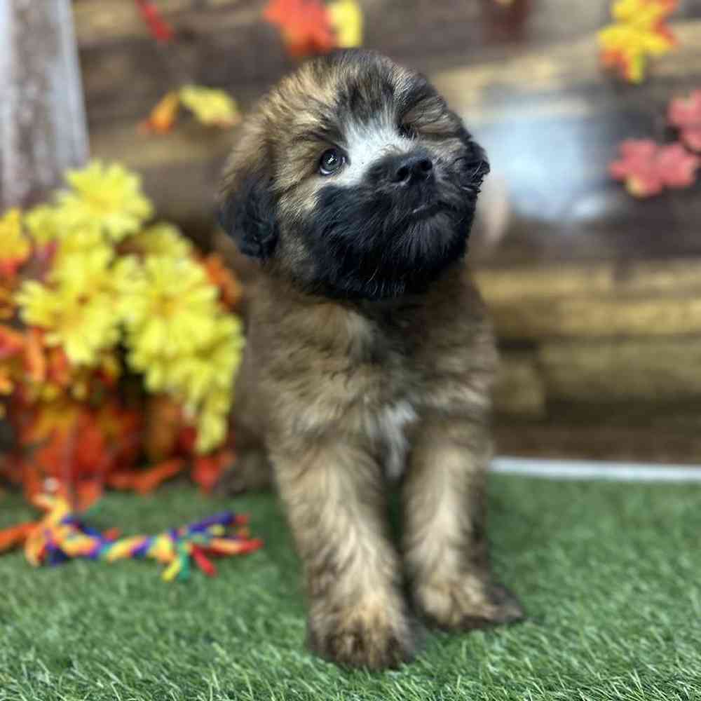 Male Soft Coated Wheaten Terrier Puppy for Sale in Saugus, MA