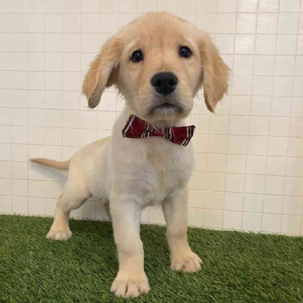 Male Golden Retriever Puppy for sale