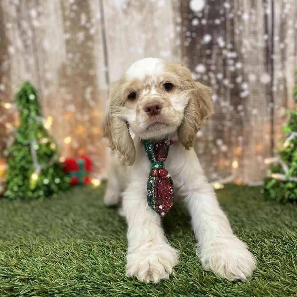 Male Cocker Spaniel Puppy for Sale in Braintree, MA