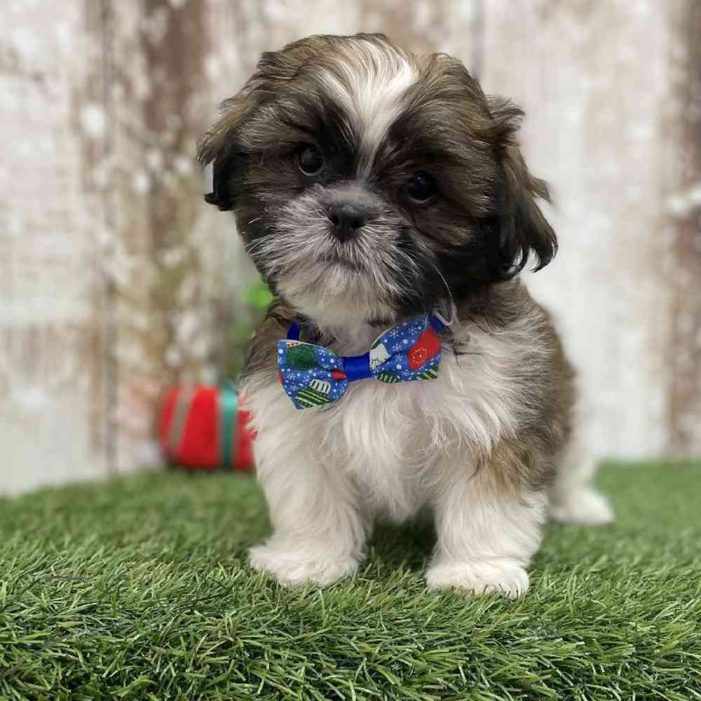 Male Shih Tzu Puppy for Sale in Braintree, MA