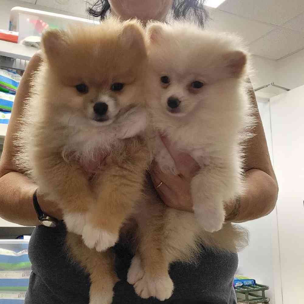 Female Pomeranian Puppy for Sale in Saugus, MA