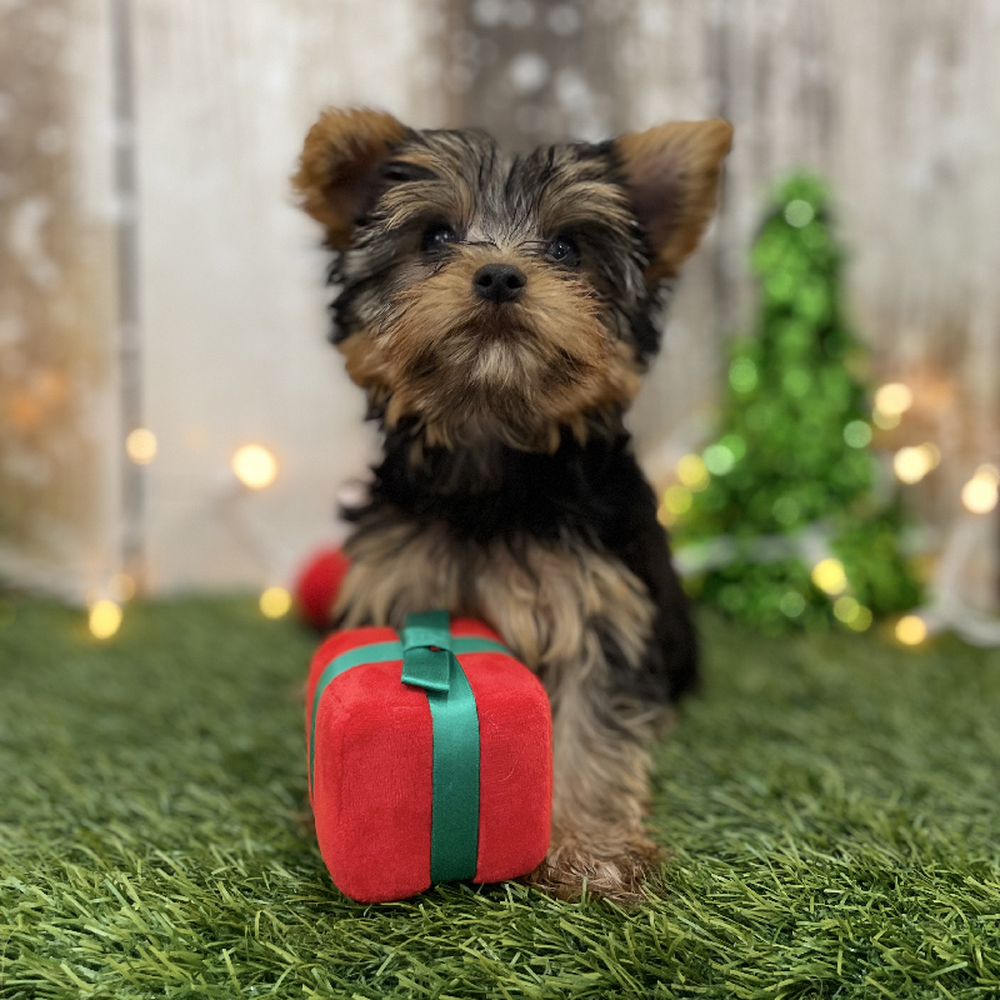 Female Yorkshire Terrier Puppy for Sale in Braintree, MA
