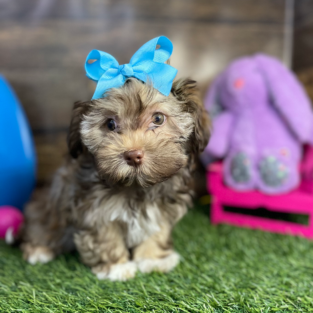 Female Havanese Puppy for Sale in Braintree, MA