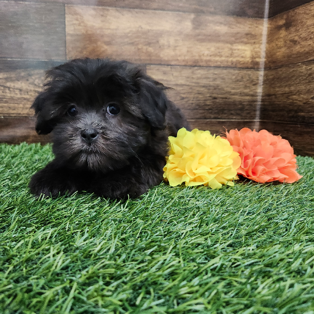 Female Malshi Puppy for Sale in Braintree, MA