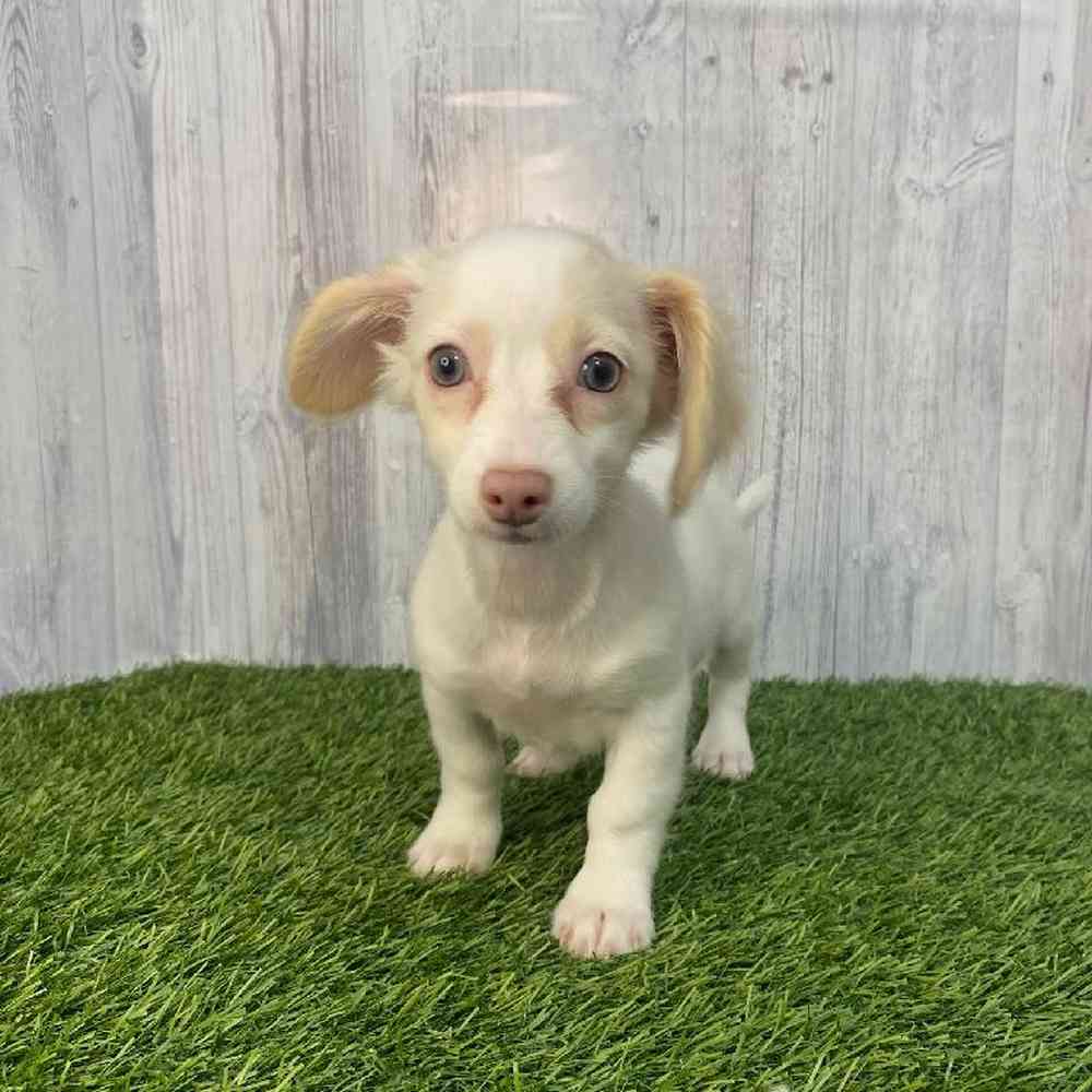 Female Chiweenie Puppy for Sale in Saugus, MA