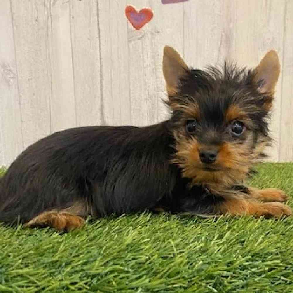 Male Yorkshire Terrier Puppy for sale