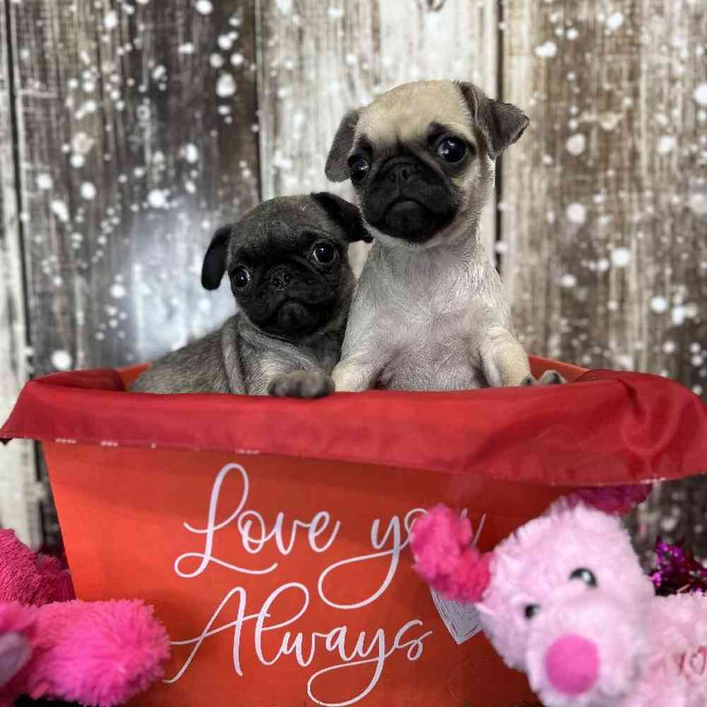 Female Pug Puppy for Sale in Saugus, MA