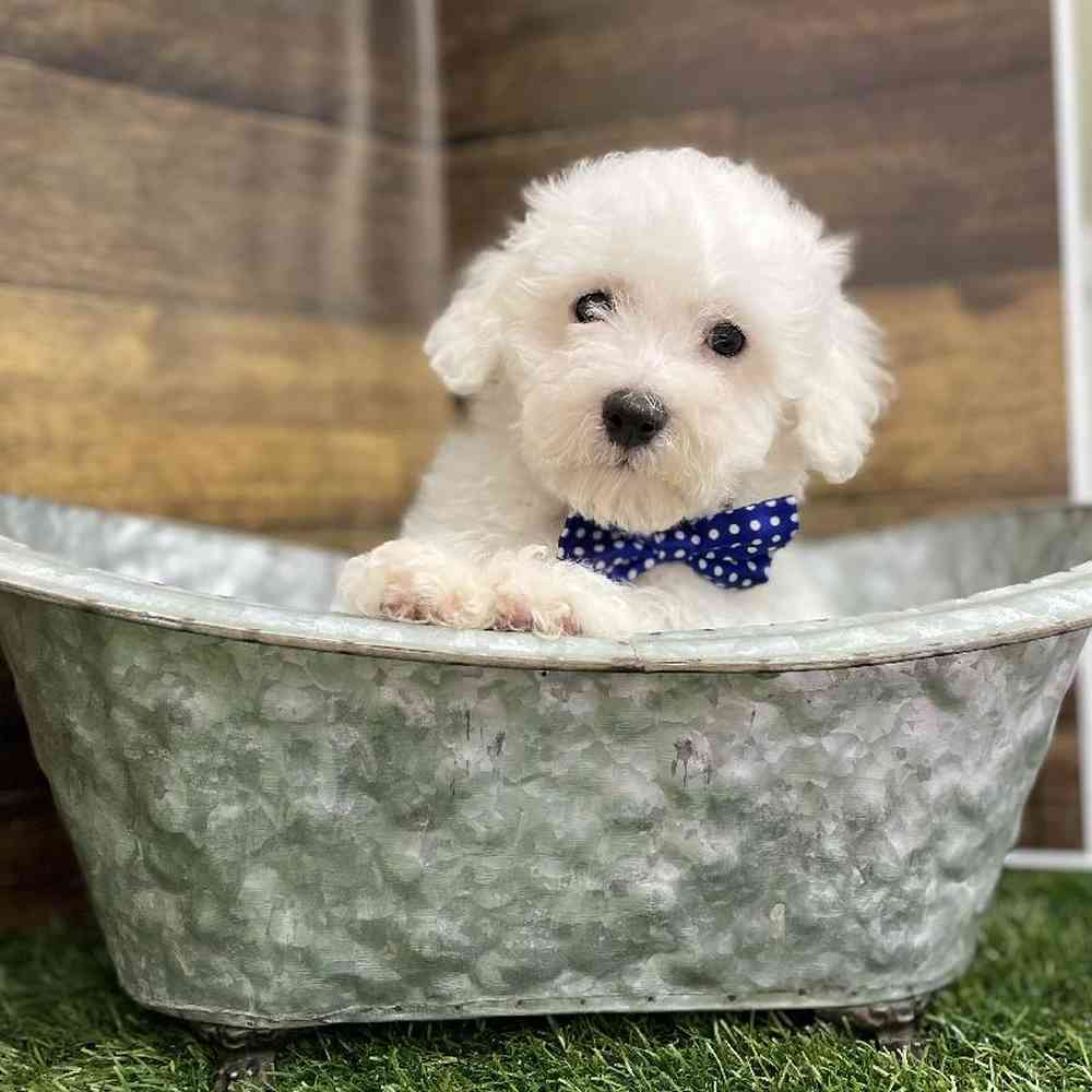 Male Bichon Frise Puppy for Sale in Braintree, MA