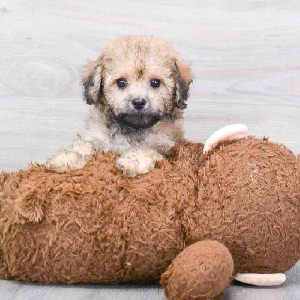 cavapoo-everett-5337579253911094.jpg