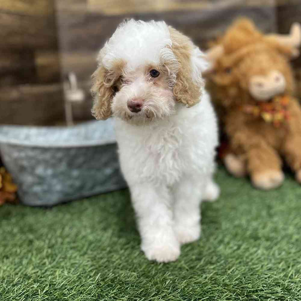 Female Mini NewfyPoo Puppy for Sale in Braintree, MA