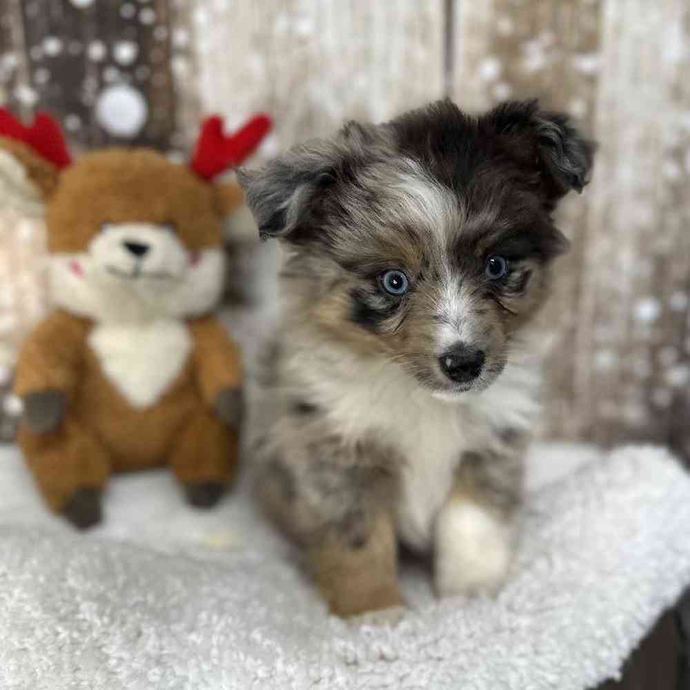 Male Miniature Australian Shepherd Puppy for Sale in Saugus, MA