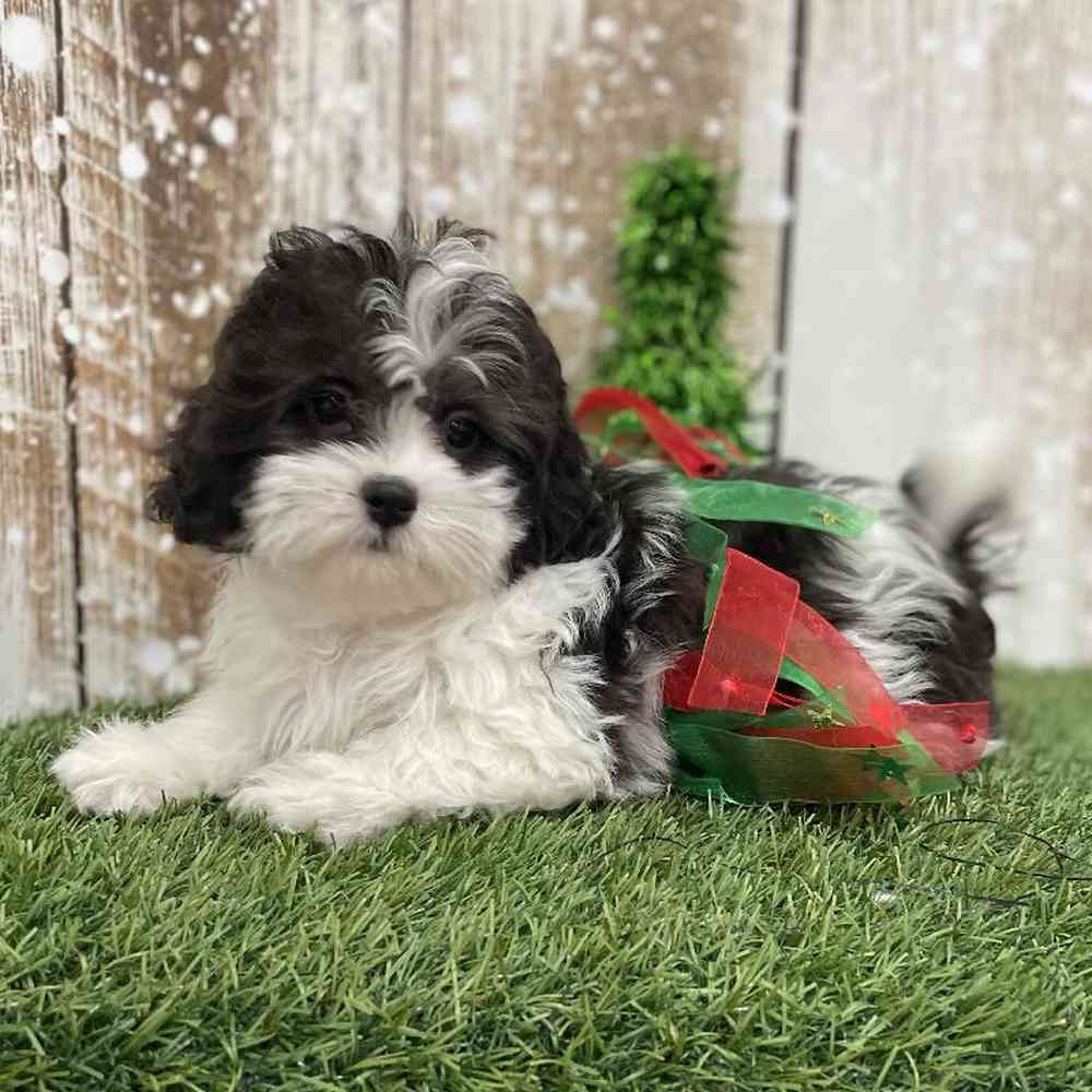 Female Shih-Poo Puppy for Sale in Braintree, MA
