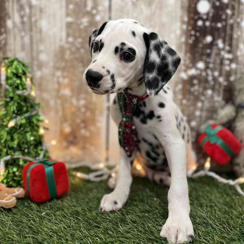 Male Dalmatian Puppy for Sale in Braintree, MA