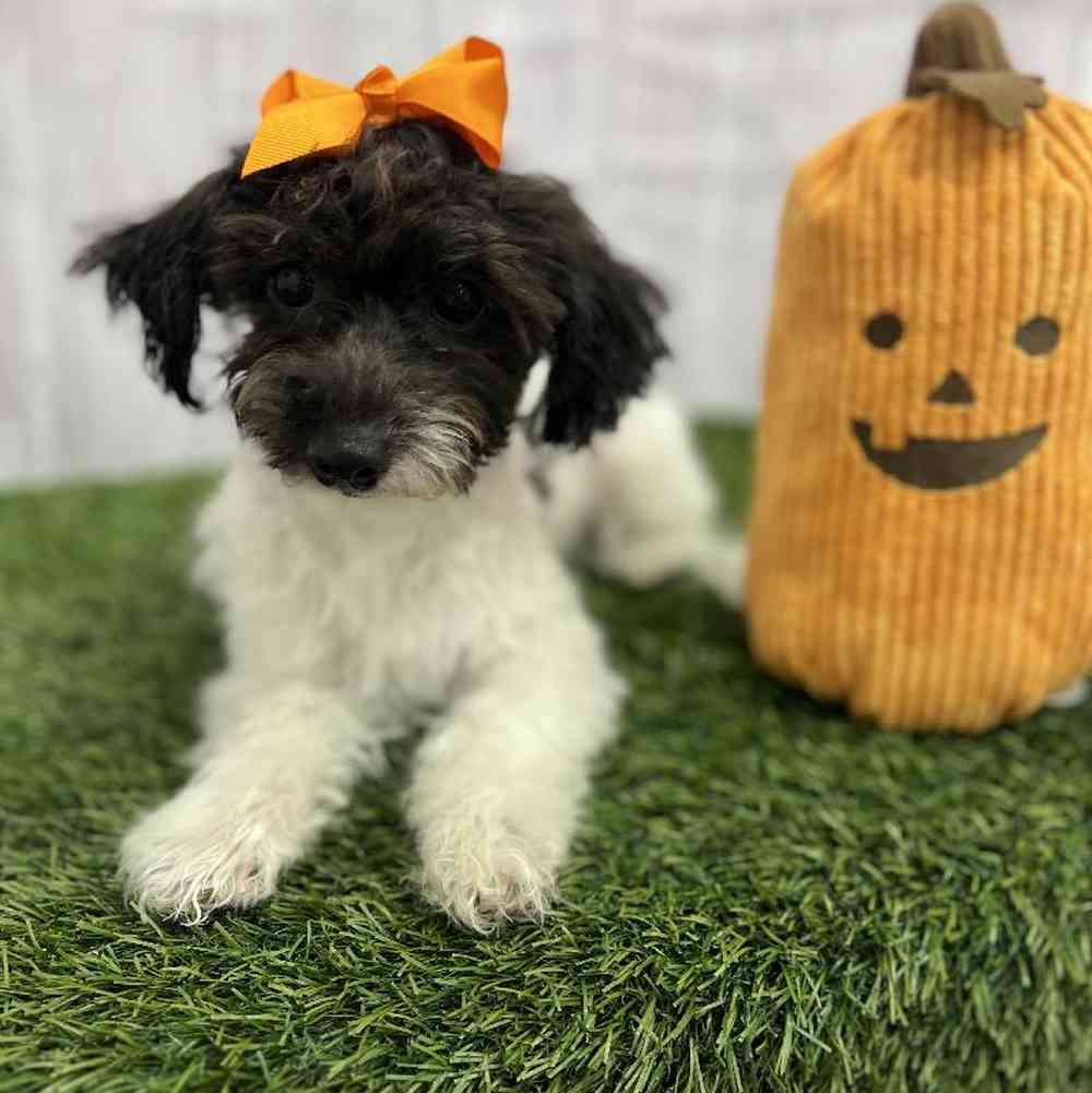 Female Havapoo Puppy for Sale in Braintree, MA