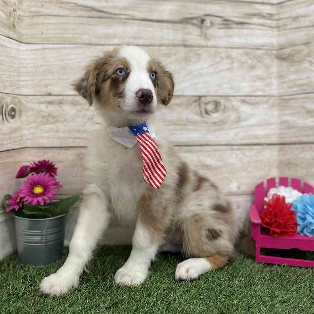 Male Miniature Australian Shepherd Puppy for Sale in Braintree, MA