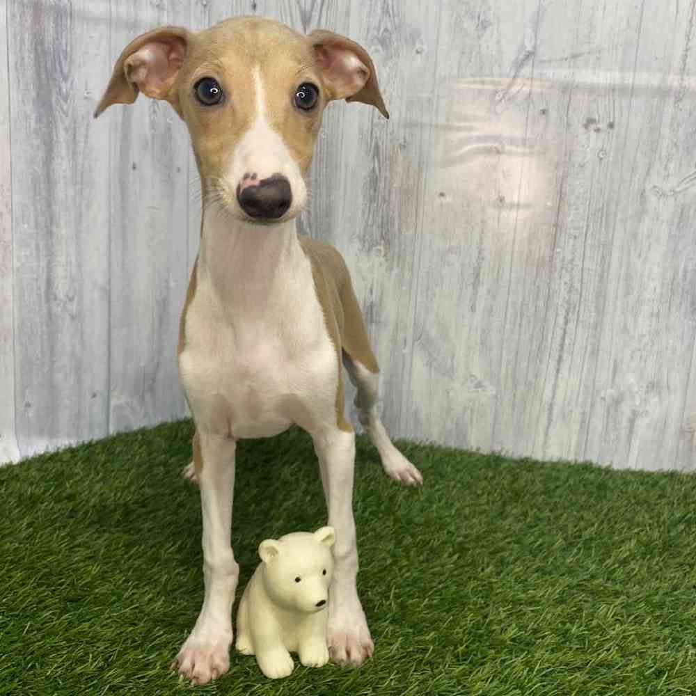 Male Italian Greyhound Puppy for Sale in Saugus, MA