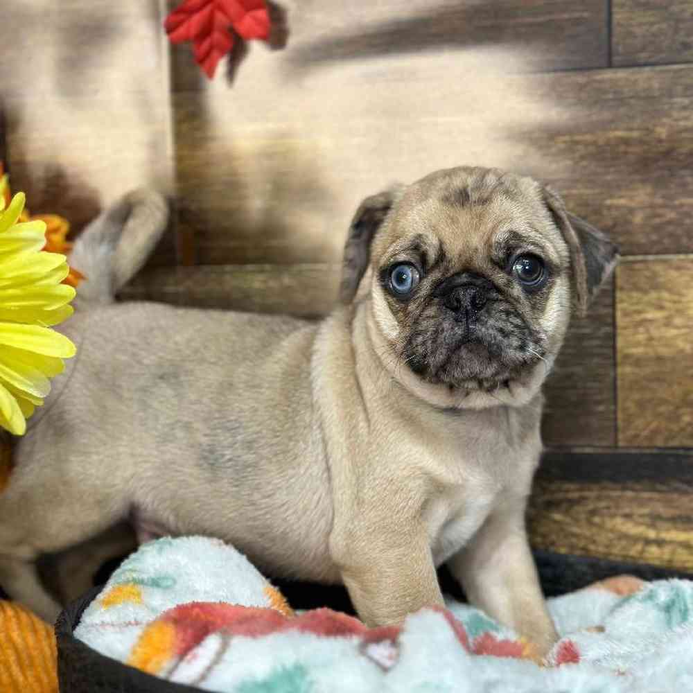 Male Pug Puppy for Sale in Saugus, MA